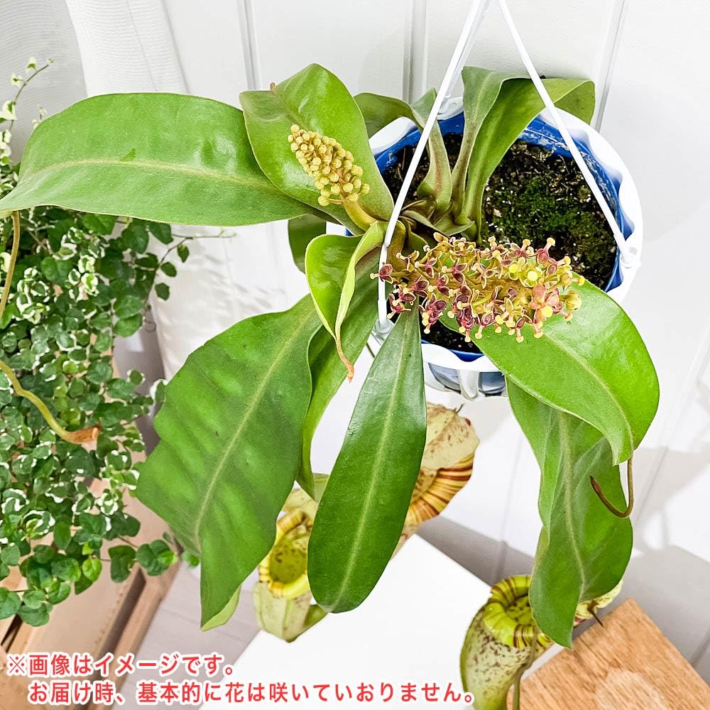 Amazon.co.jp: PLANCHU 食虫植物 ネペンテス ダイエリアナ 5号吊り鉢